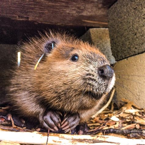 adorable baby beavers youd instantly   give  hug  small joys