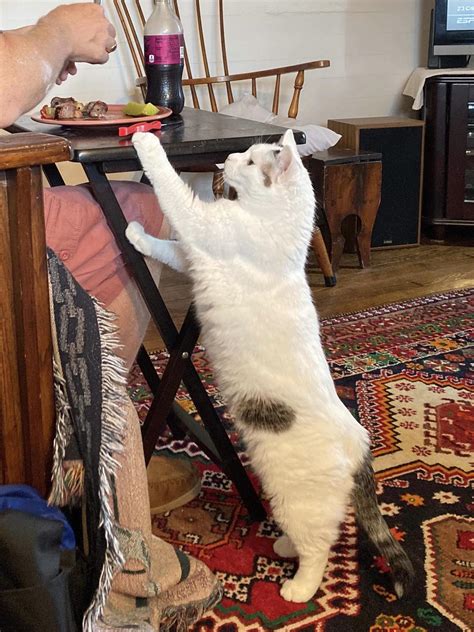 Zero dignity : r/turkishvan