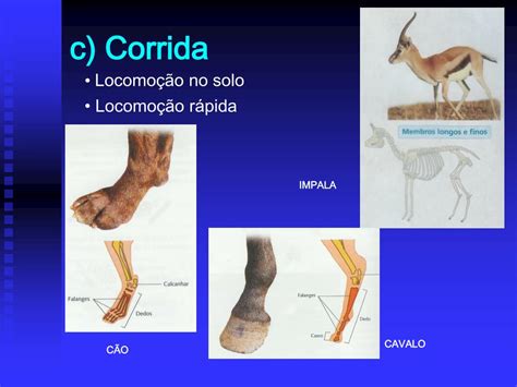 Animais Que Se Locomovem Bem Próximo Ao Solo - PPT - Como se Deslocam os Animais? PowerPoint Presentation, free ...