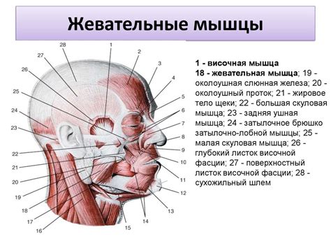 Мышечная система - online presentation
