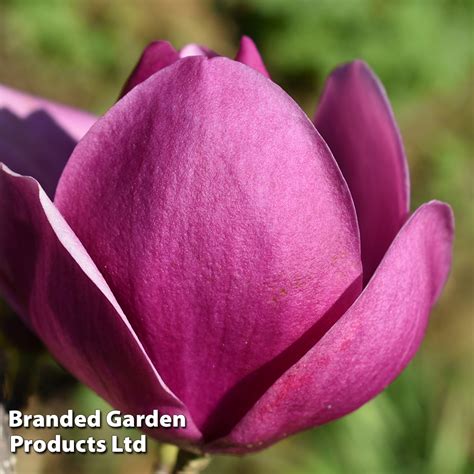 Magnolia 'Cleopatra' | Suttons