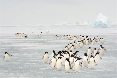 Biology: Animal Migration: Level 1 activity for kids | PrimaryLeap.co.uk