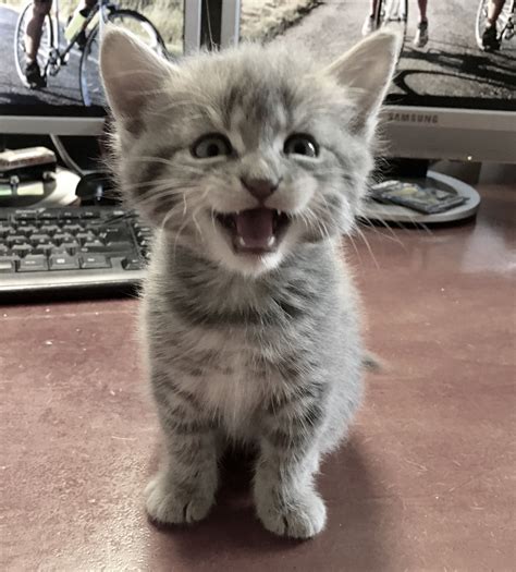 Funny kitty | Kittens cutest, Kittens funny, Kittens