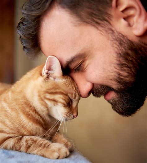The wonderful benefits of adopting a cat