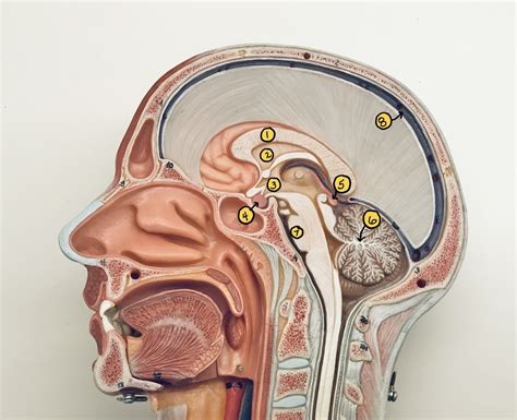 Various Brain Model Labeled Diagram | Quizlet