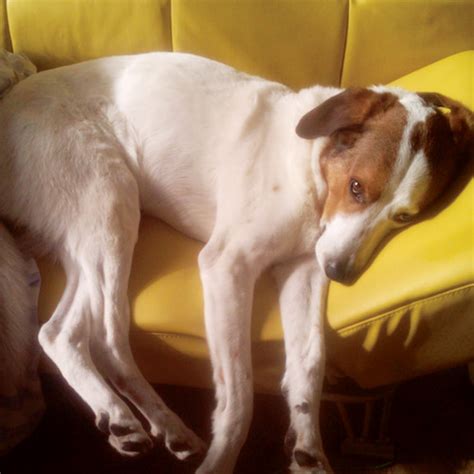 latvia - Dogs Today Magazine