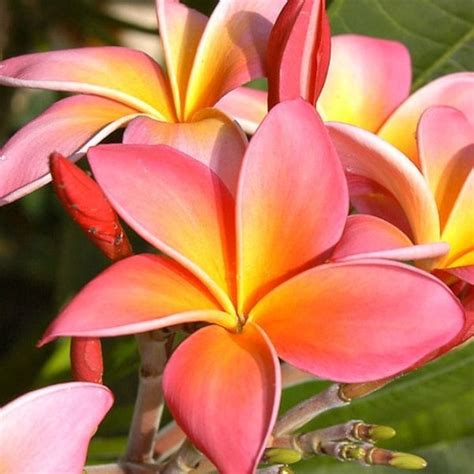 Hawaiian Plumeria - Etsy