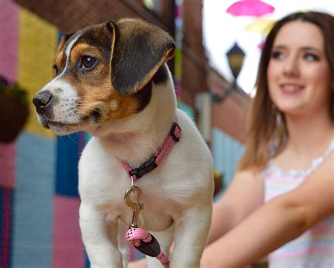 April is Heartworm Awarness Month | Harlan Enterprise