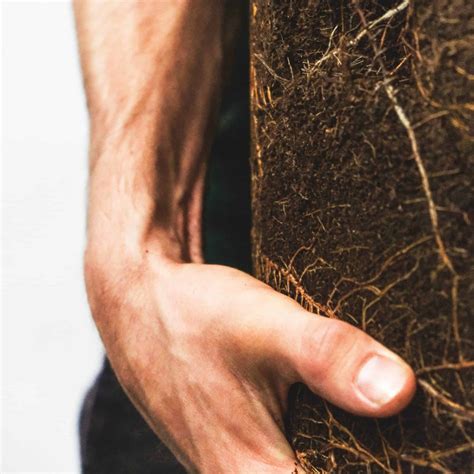 How to Pick the Best Soil for an Avocado Tree in a Pot | 136 home