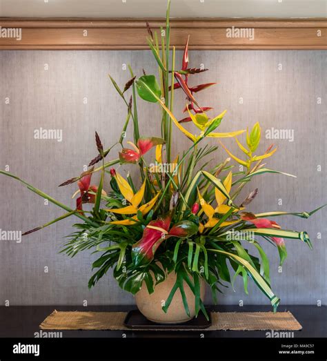 arrangement heliconia  res stock photography  images alamy
