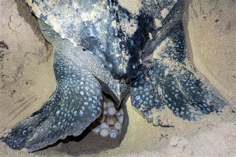 How Temperature Determines Sex in Sea Turtles: Temperature-Dependent