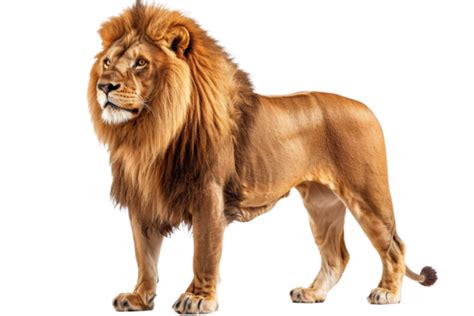 Leon PNG para descargar gratis