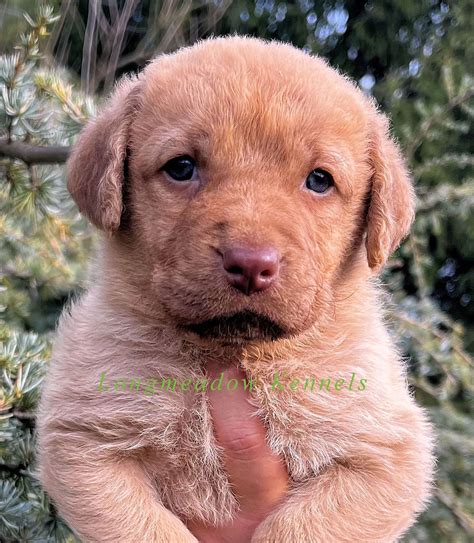 AKC Puppies For Sale In Lancaster, PA