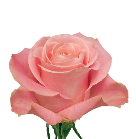 Pink Roses – Hermosa – Inspiraterra
