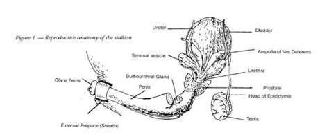 Male Horse Anatomy - Explore Organs & Anatomy Diagram