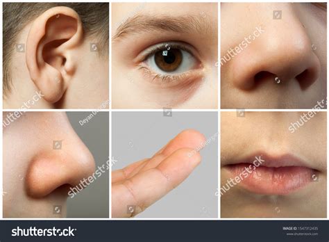 Sense Stock Photos, Images & Photography | Shutterstock