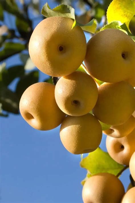 14 Fastest Growing Pear Trees That Bear Fruit Quickly (1st Year)