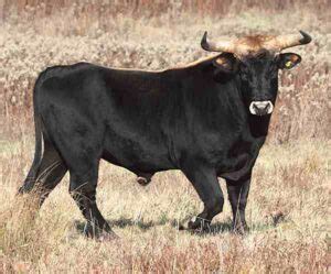 Florida Cracker Cattle Characteristics, Origin, Uses