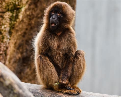 Monkey chrome