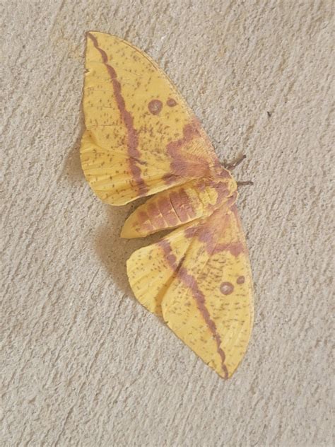 Beautiful female Imperial moth (I believe). Near Augusta, GA : r
