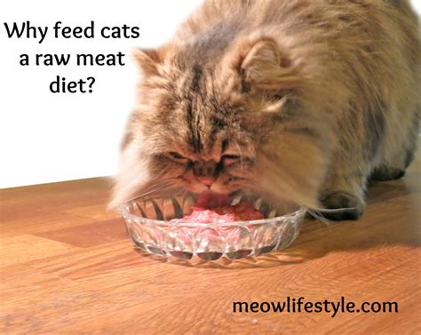 my cat isn't eating - Clorinda Crowe