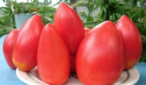 Обские купола томат описание и фото