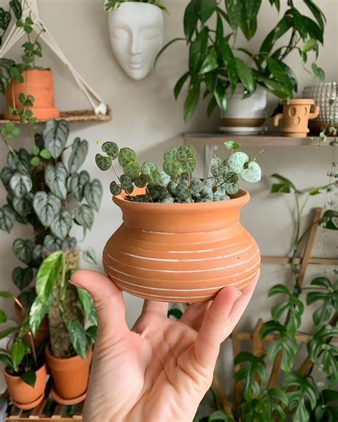 Be Inspired with these Creative INDOOR PLANT POT IDEAS Today!