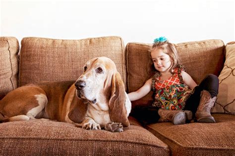 how to properly clean dog ears