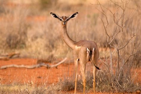 Gerenuk: The Long-Necked Antelope of the African Plains - Kee Science