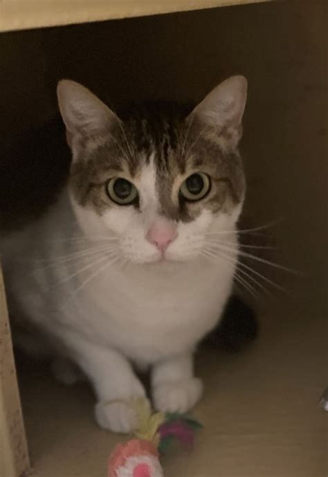 Local activists criticize Brandywine SPCA over its newest adoption policy 6