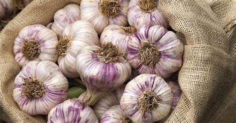 Почему нужно есть чеснок каждый день: польза и вред продукта — Полезные ...
