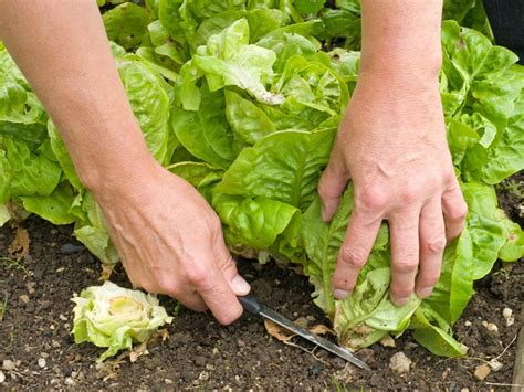 How To Harvest Romaine Lettuce From Garden | Fasci Garden