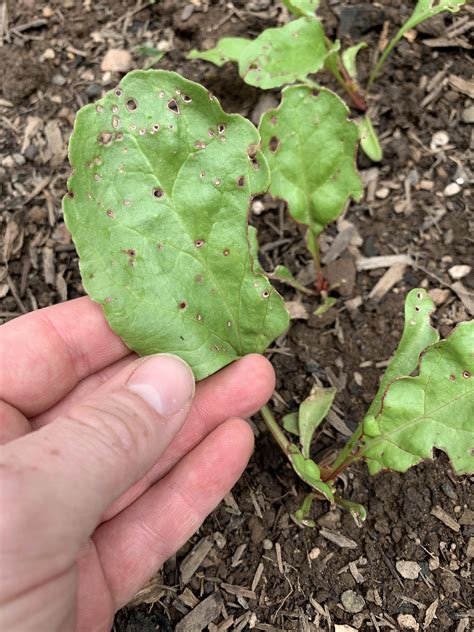 Need help! These are my beets leaves! Can anyone help me with cause and