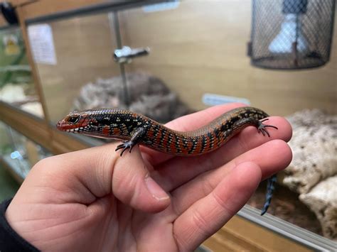 🌟NEW IN🌟 CAPTIVE BRED BABY FIRE... - The Jungle Reptiles