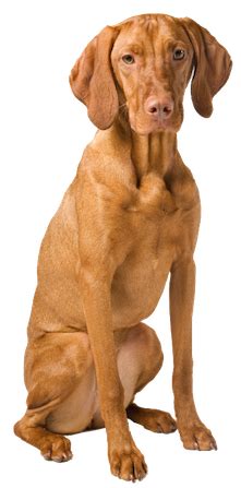 Collection of Vizsla PNG. | PlusPNG