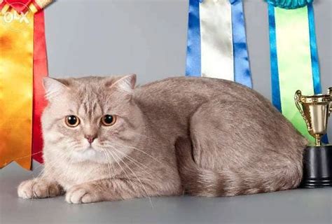 Шотландский Скоттиш-страйт: фото, описание породы, характер, цена ...