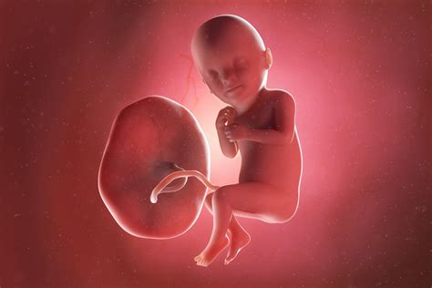 33 Semanas De Gestação - Desenvolvimento do bebê - 33 semanas de gestação - Tua Saúde