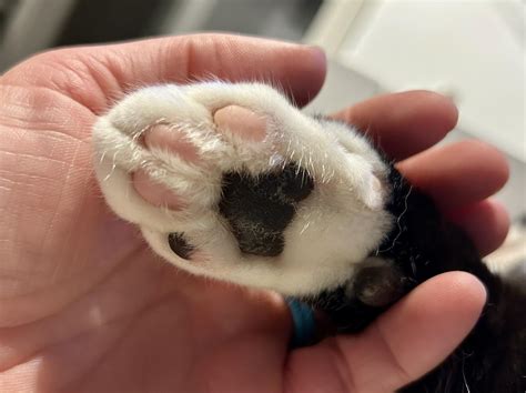 millersport small animal clinic 1