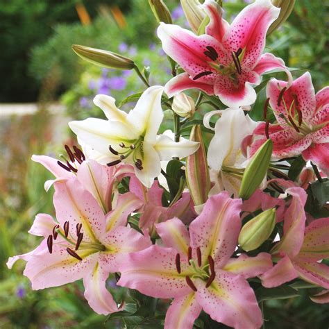 Fleur De Lys Newport Beach at Kathleen Campion blog