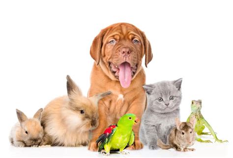 Which Pet Is Best For Home at Barbara Belliveau blog