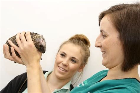 Close shave for a hedgehog who survived battle with a Strimmer