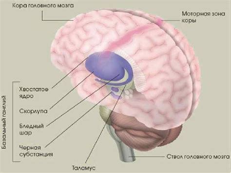 Мозговой ствол и подкорковые ядра Мозговой ствол