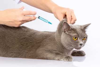 Как сделать укол коту или кошке? - kisa.su