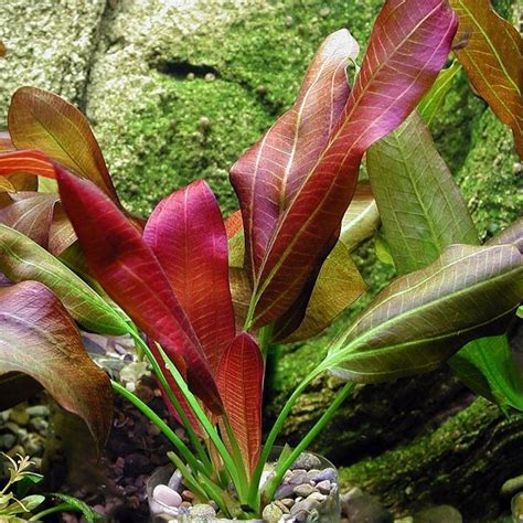 Эхинодорус озирис (Echinodorus osiris) - содержание, фото