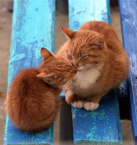 Кошки в естественной среде обитания | Кошки и котята, Рыжие полосатые ...