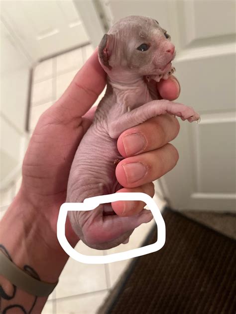 Swollen kitten paw HELP : r/cats