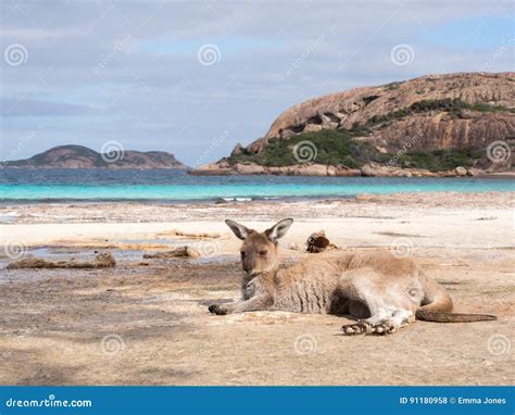 kangaroo  lucky bay   cape le grand national park royalty