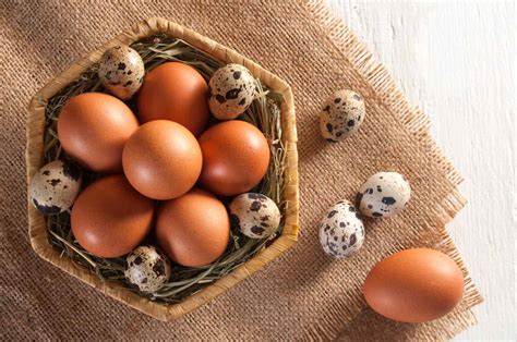 Quail Eggs vs. Chicken Eggs: Size, Taste, and Cost Showdown