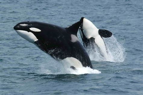 Orca - Baleia Assassina - Mamíferos Marinhos - InfoEscola