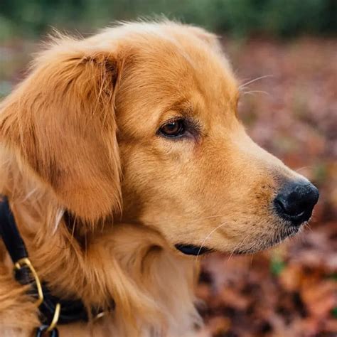 How To Clean Your Golden Retriever’s Ears (Step By Step) – Golden Hearts